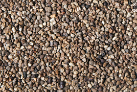 Cardamom Seeds