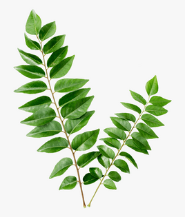 Curry Leaves