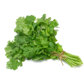 Cilantro